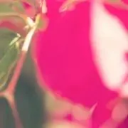 柚　※購入前に在庫あるか確認してくださいの画像