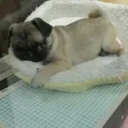 にくしー