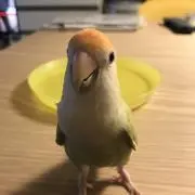 はるみお