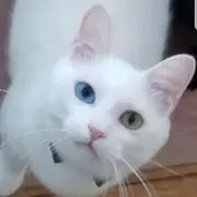 むつこ