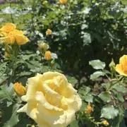rmoonプロフ必読の画像