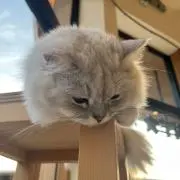 Rayの画像