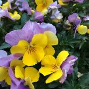 mellow   プロフ一読お願いしますの画像