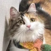 五里霧中の画像