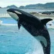 シャチ