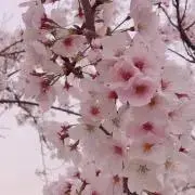 こうの画像