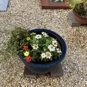 涼の画像