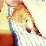 あんりゅうの画像