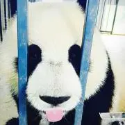 うさ銀の画像