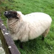 パンダの画像