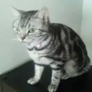 chuma