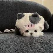 たかの画像