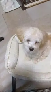 あきの画像