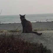 ブランコの画像