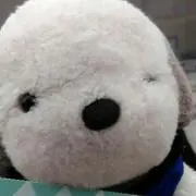 ぱんこ　26~29発送お休みの画像