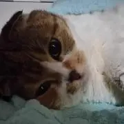 りんご