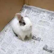 ことUT ＊プロフ確認お願いします＊の画像