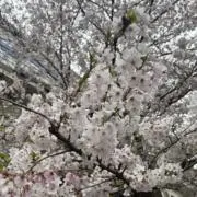 ついてる隊の画像