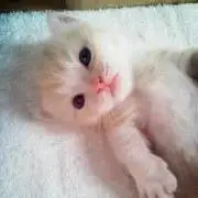 なっこの画像