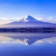 ヤマフジマヤの画像
