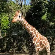 おかおの画像