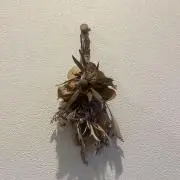 のんの画像