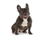 電力開発様 専用】ジャクソン・アヴィズ・ブラン・ド・ブラン 1996