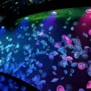 Seiの画像