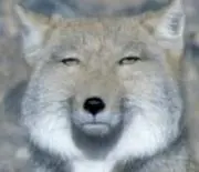 チベットスギナツネの画像