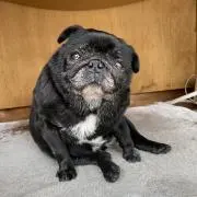 きなこ