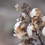 HJの画像