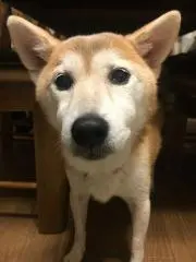 あさたんの画像