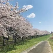 ピンガの画像