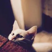ゆずみかん