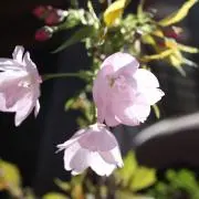 はるの画像