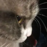ハナの画像