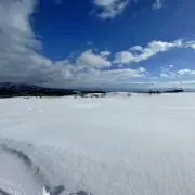 アラチキ