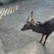 Lianの画像