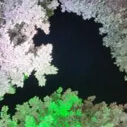 らきの画像
