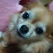 ここあけ