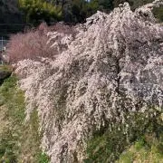 アモスタイル