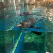 すぎやまの画像