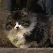 カイ　即購入可