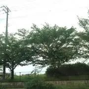 はる