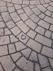ぽんぽこねこの画像