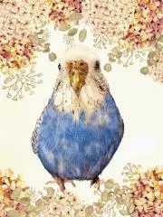 AOI