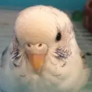はゆの画像