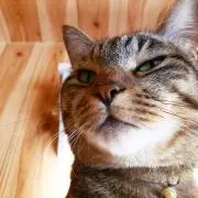 新ちゃん *プロフ読んでねの画像