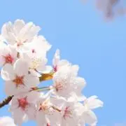 sakura☆即購入可