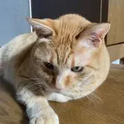 プリンモコ